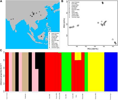 Decoding the fibromelanosis locus complex chromosomal rearrangement of black-bone chicken: genetic differentiation, selective sweeps and protein-coding changes in Kadaknath chicken